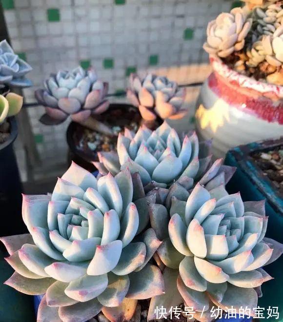 这“三种花”需要旱养,不能被雨淋,叶子也不能沾水,可别大意了