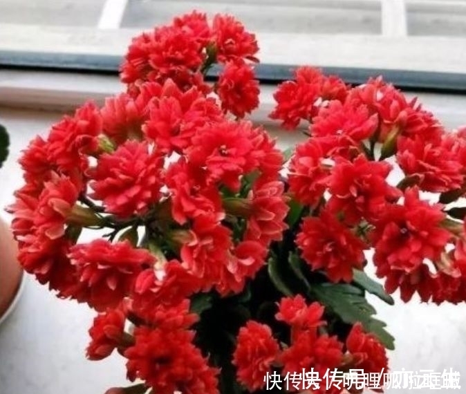 4种花是花中劳模,家里养一盆,开花漂亮花期长,谁养谁喜欢