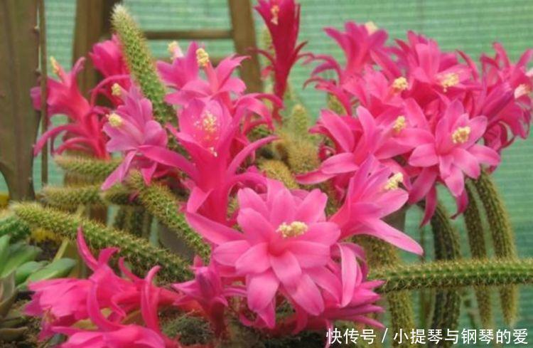 4种花,堪称“开花机器”,花期长开花勤,养家里四季有花赏