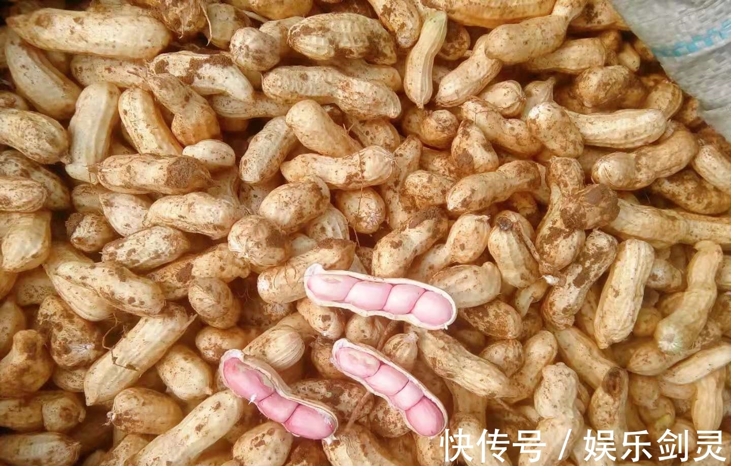 花生|入秋后,不管贫富,都别忘吃这果,蛋白质高又应时,常吃体质棒