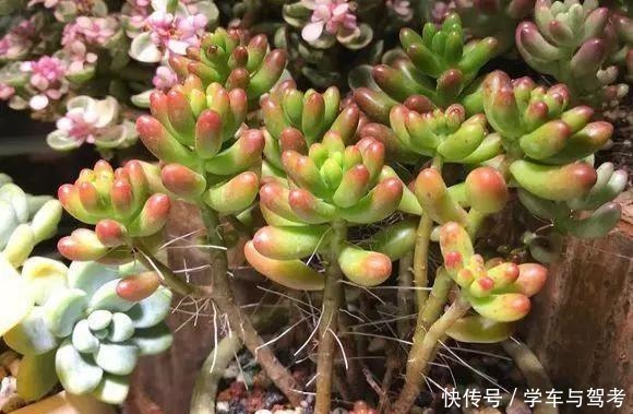 多肉长气根，这是“求救信号”，2个原因导致，最好赶紧剪掉！