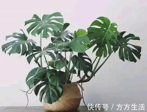 龟背竹|家里养花选它,好养又好看,空气更清新,是盆栽佳品