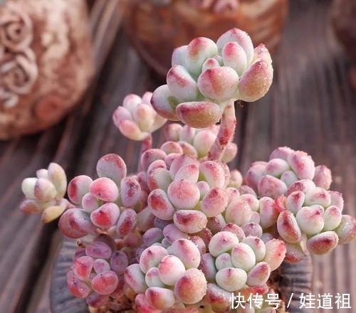 这些多肉养起来真麻烦,不勤修剪易徒长,新手要慎养!