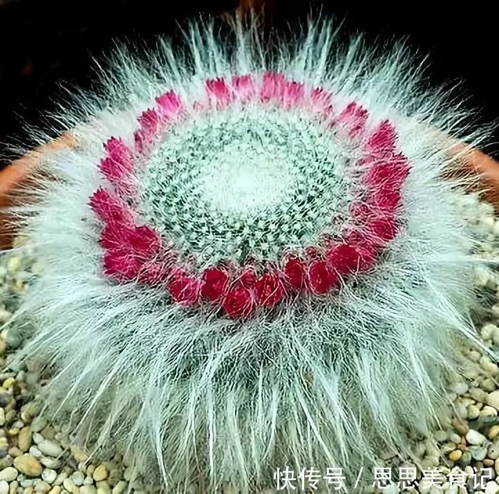 第一次见这么美的仙人掌花!大开眼界!