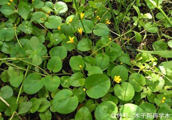 1种野草 长路旁惹人嫌 人称 过路黄 却是全身是宝的中草药 快资讯