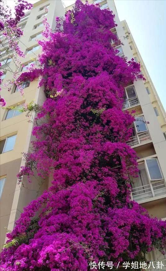 6种“懒人花”,堪称“不死花”,养成老桩几十年,旺家又值钱