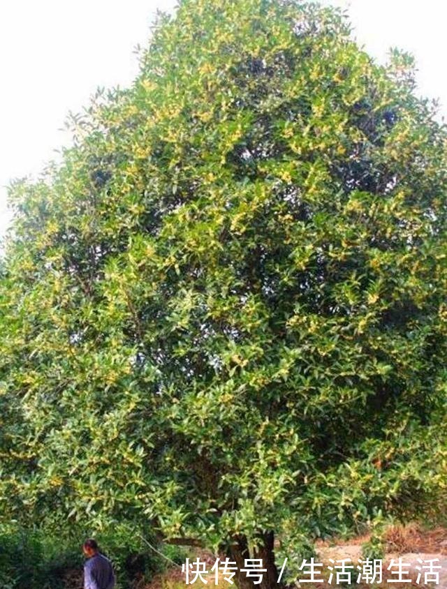 50年的桂花树,卖了5万块钱,大家觉得值吗!