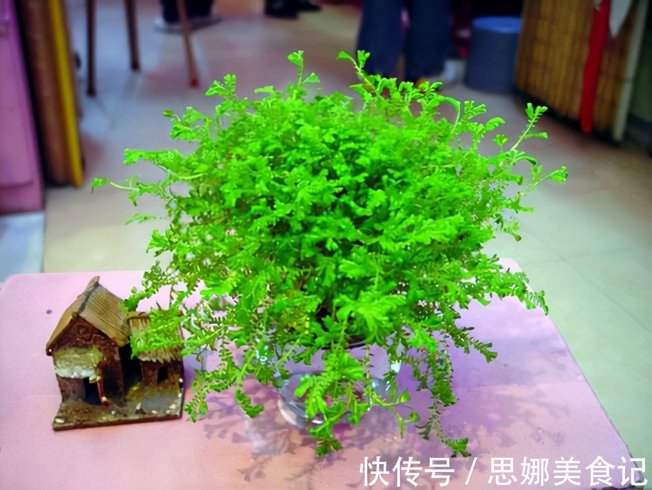 奶奶对我说卧室别养5类花，仔细想想，不是迷信，而是真的有道理