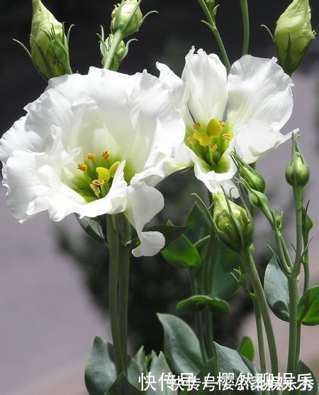 花卉|此花是优雅的花,有着鲜艳明亮的花色,代表着洁白无瑕