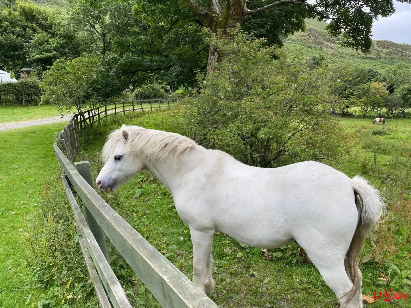 吴芳思@书法家刘正成首次跨界办画展 画家弟弟打趣他画的矮脚马“像狗”
