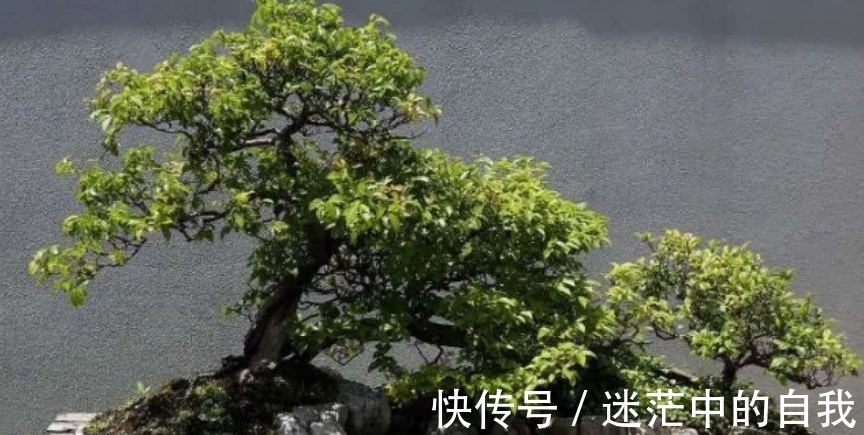 修剪|雀梅被誉为“镇宅树”，春夏养长得比冬日快1倍，制成盆景超值