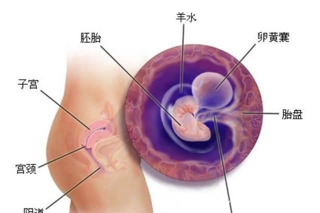 怀孕|你知道吗?怀孕过了这周,腹中的宝宝才能真正称作是一个胎儿