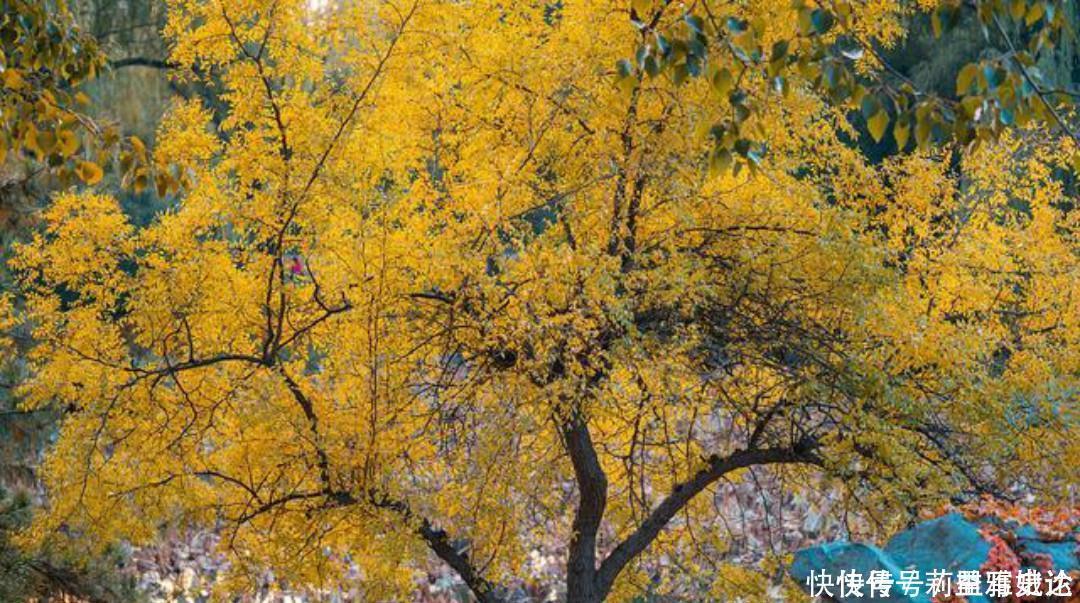 小池|杨万里比较冷门的一首诗，但是同样写得很有趣，值得我们一读再读