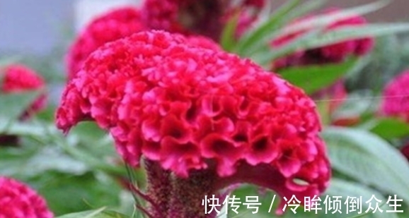 观赏价值|“4种花”养家里,一开就是300天,日子红火财运滚滚,好看极了