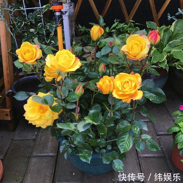 邻居家月季开花300天，做好以下3点，花又大又鲜艳，有水就爆盆！