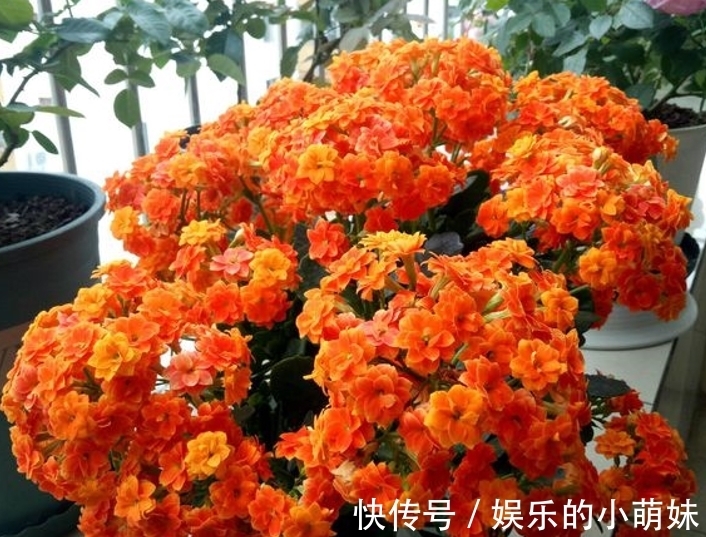 长寿花总是养不好,告诉你常见问题处理方法,让它从秋季开到夏季