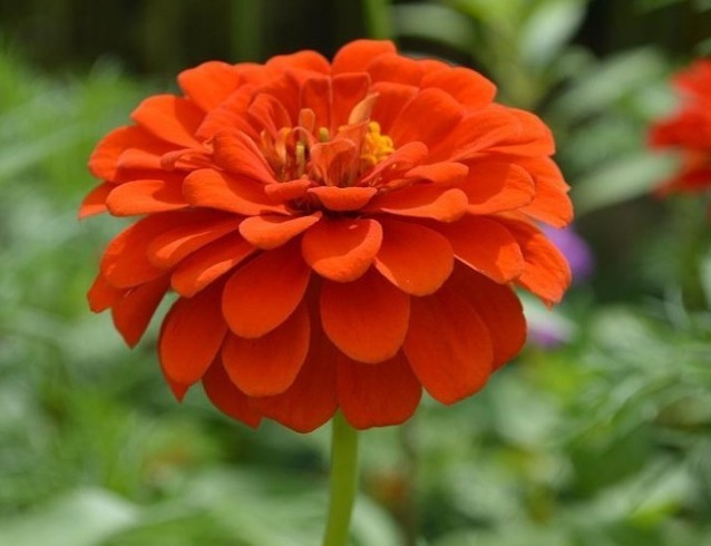 养花就养“它”，花开100天，好养易活、耐干旱，比菊花好看10倍