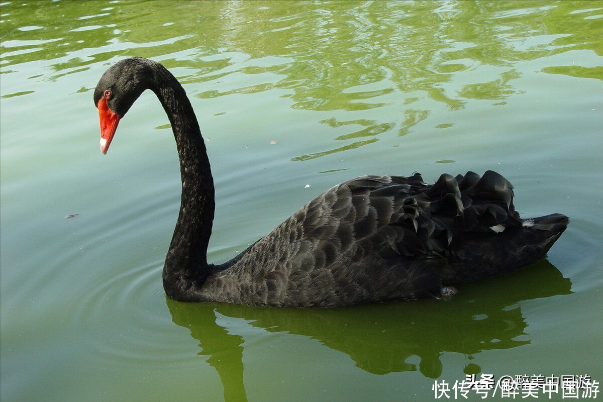 奇花异草|这3处亲子游景点，是当地最具代表性的休闲胜地，有趣好玩