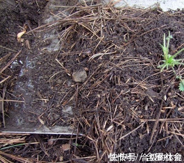 君子兰|君子兰出现黄叶烂根不可怕!老花匠教你做好这四点 天天蹭蹭长个!