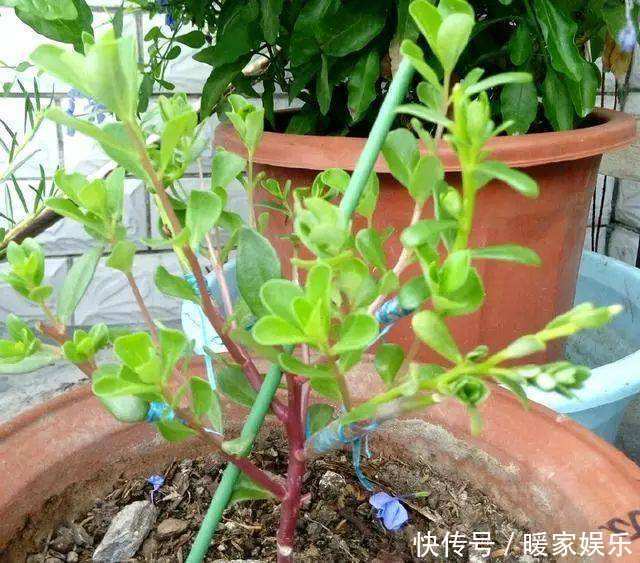 金枝玉叶又能派上“大用场”,嫁接几根太阳花,变成老桩“花柱”