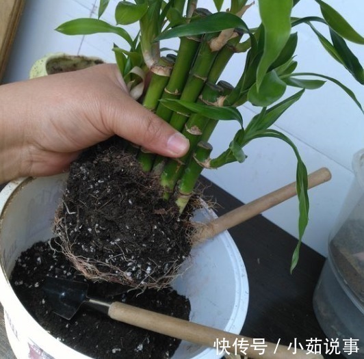 肥料|养花最容易犯的“5个错”,只要不改正,养一盆死一盆,赶紧调整