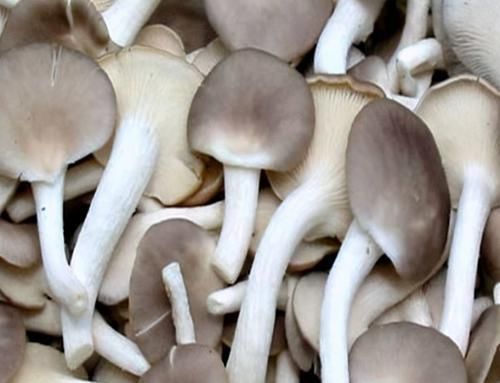 女性想要身体好,可以多吃3种食物,排毒养颜,提高免疫力!