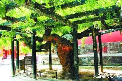 试对$千古绝对! 上联 门前两棵歪脖树, 老和尚的试对经典到爆!