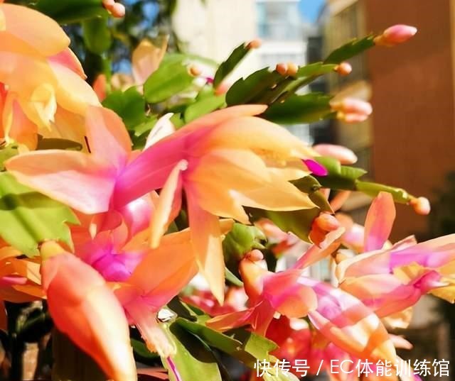 下个月是蟹爪兰的关键时期,有3个细节要注意,否则开花掉一半!