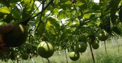 天然“安眠药”原来是它,睡前喝一杯,让你快速入睡,睡得比猪香