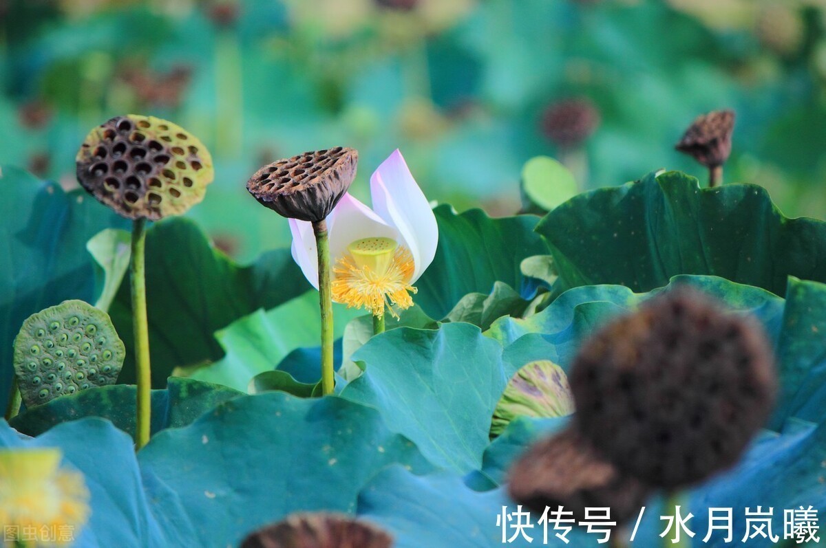 白雪诗@止于唇齿,匿于流年,谁的岁月,弹指刹那,谁的沧桑,掩去芳华