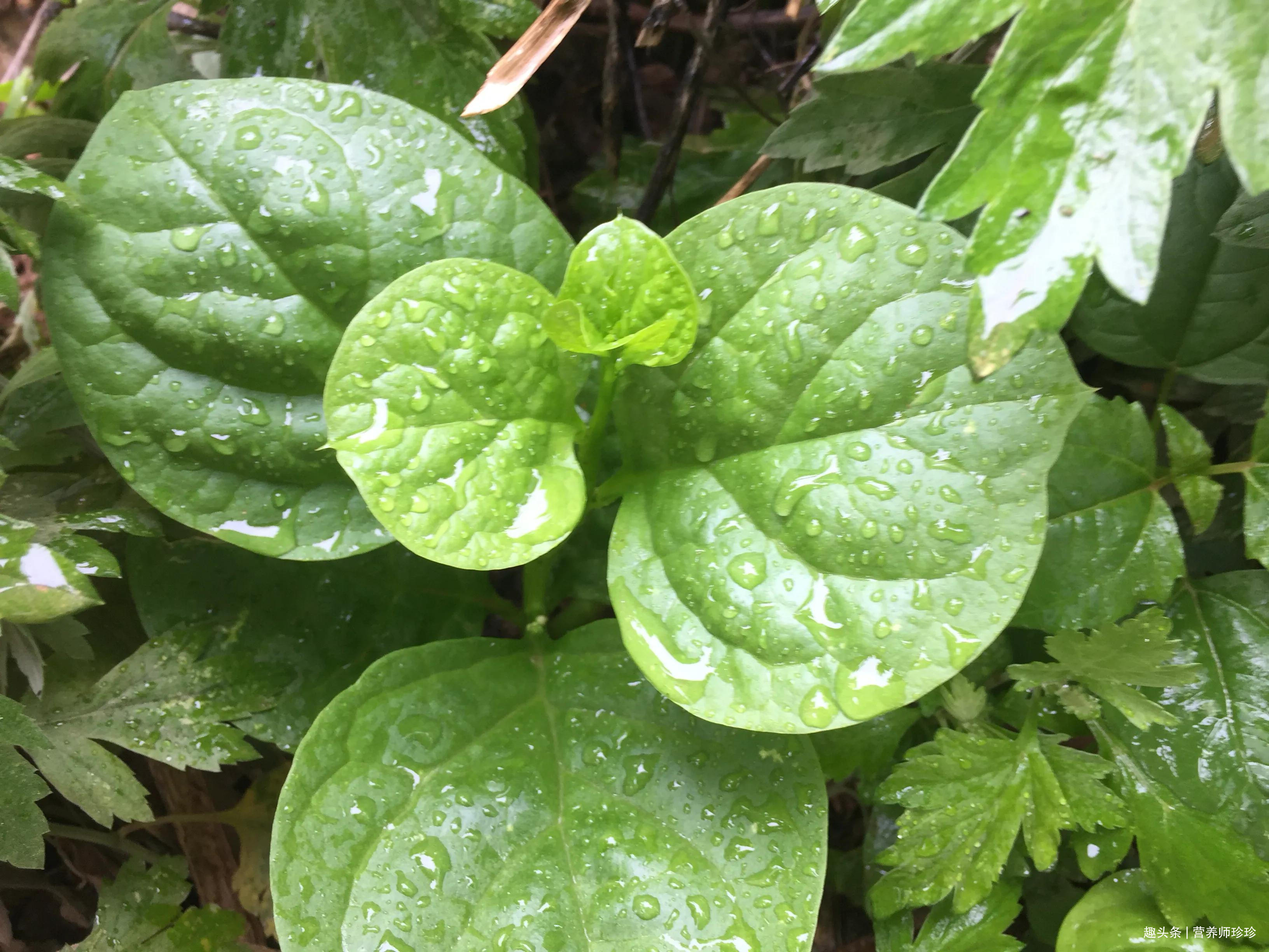 好吃|平民的“救命菜”,好吃又营养,全家老少都爱吃,关键还不花钱