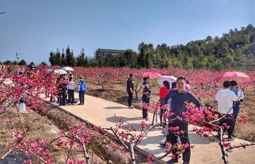 中年|春暖百花开，赏花正当时，蕉岭广福鹰嘴桃花吸引众多游客前往观赏