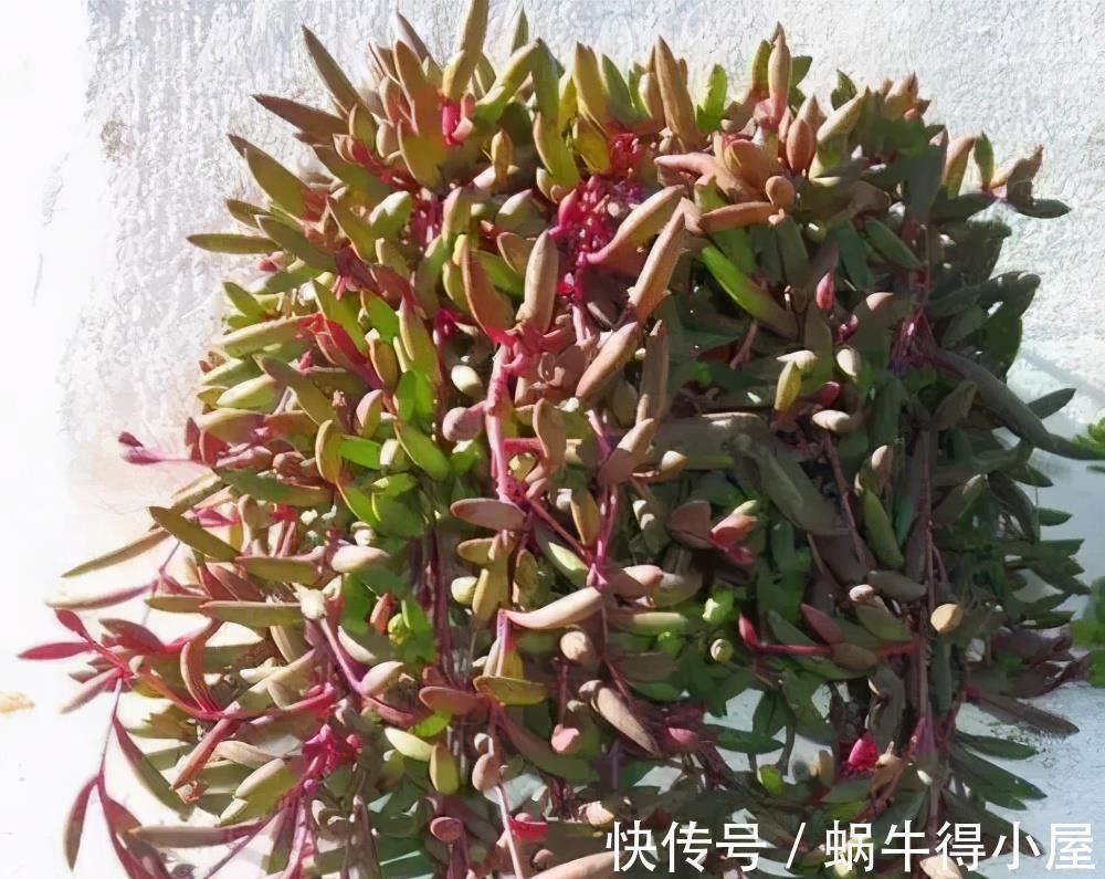 玉露|适合7月养的多肉植物，皮实好养颜值高，喜欢别犹豫，适合新手