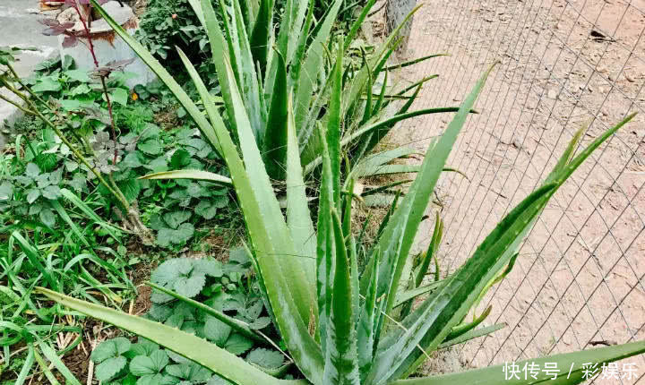 这6种花就要穷养,不花钱不用管,个个肥得流油