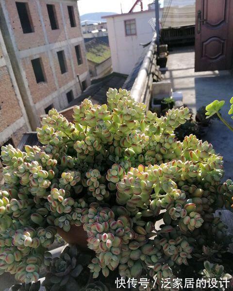 福娘|多肉达摩福娘来头真不小，姐妹多，人气高，养一盆不后悔