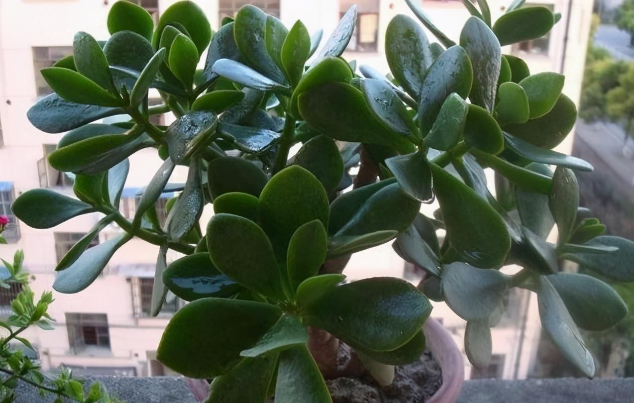 虫子总围着花草嗡嗡飞?自制“4样”杀虫剂,安全无毒,效果好