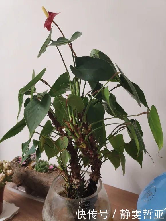 虎皮兰,红掌,吊兰养成老桩,变成大树,真壮观