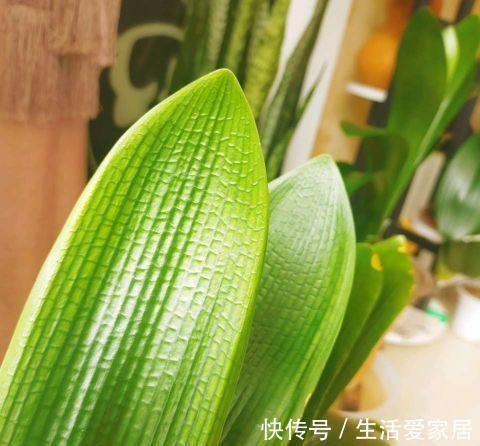 夏季|秋季养君子兰,做好两个关键点,叶片整齐,宽大油亮,开出大花团