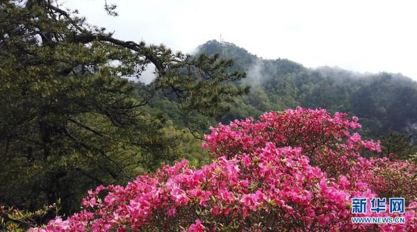 湖北麻城龟峰山：半山云雾半山红