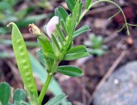 山芹菜|在路边遇见3种野菜就是捡到宝了，第2种凉拌很好吃，可以试试