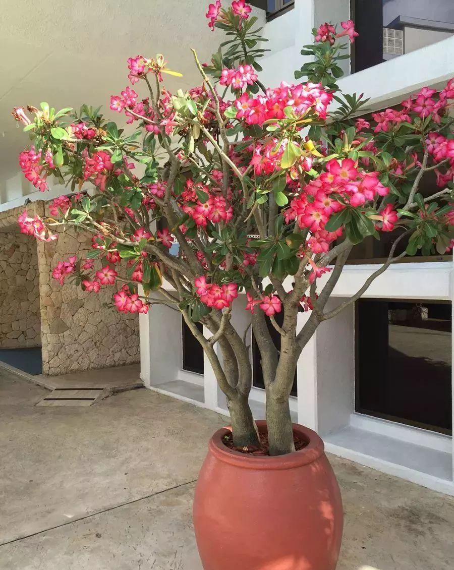 茶花|天气冷,六种花要干养,少水多晒才健壮,养成老桩更旺家