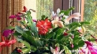 过年这种壳别扔，都是养花宝贝，养啥花都爆盆，比花肥还厉害