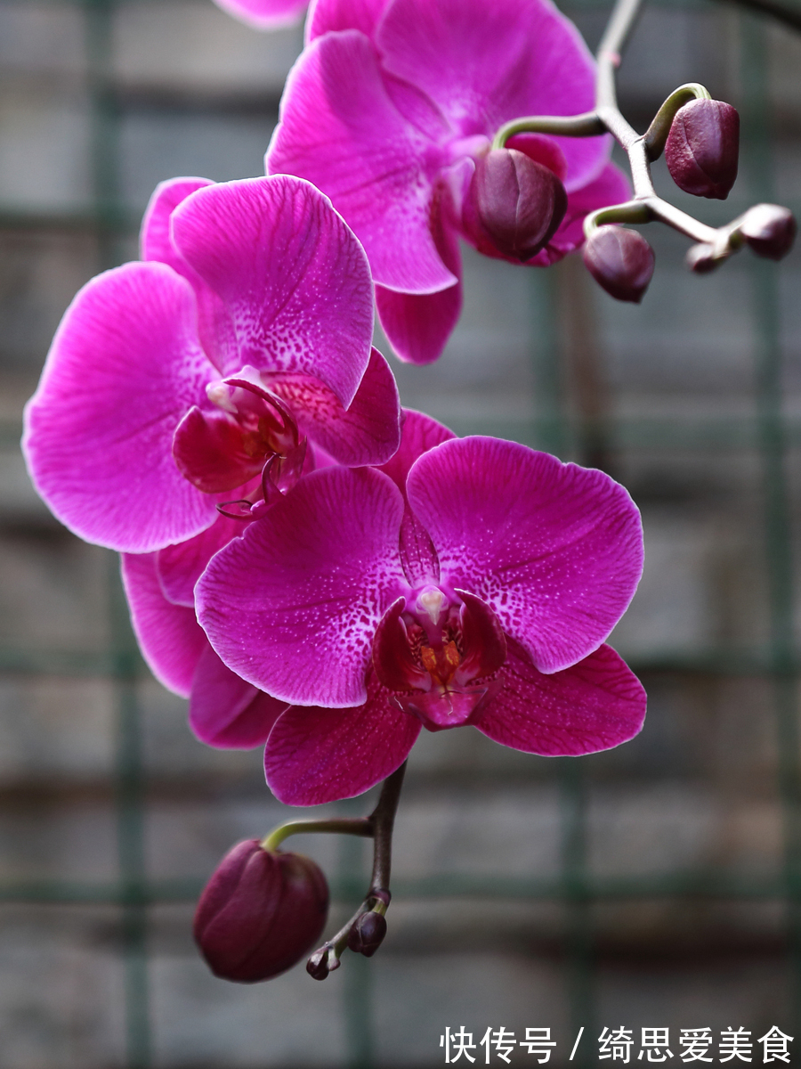 此花是一种典雅的花,代表了爱情和友情,是积极向的花