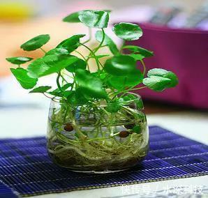 绿豆瓣|这几种植物不要再放在土里养了，水才是它们真正的家