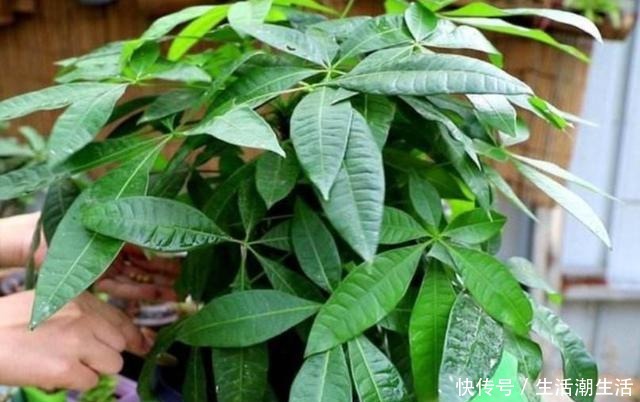 养发财树,做好几个养护要点,不烂根、不黄叶,长势旺盛!