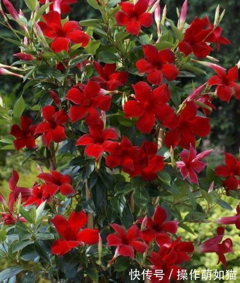 6种花爱“吃土”，10月赶紧换盆，不然长势弱来年花量减半