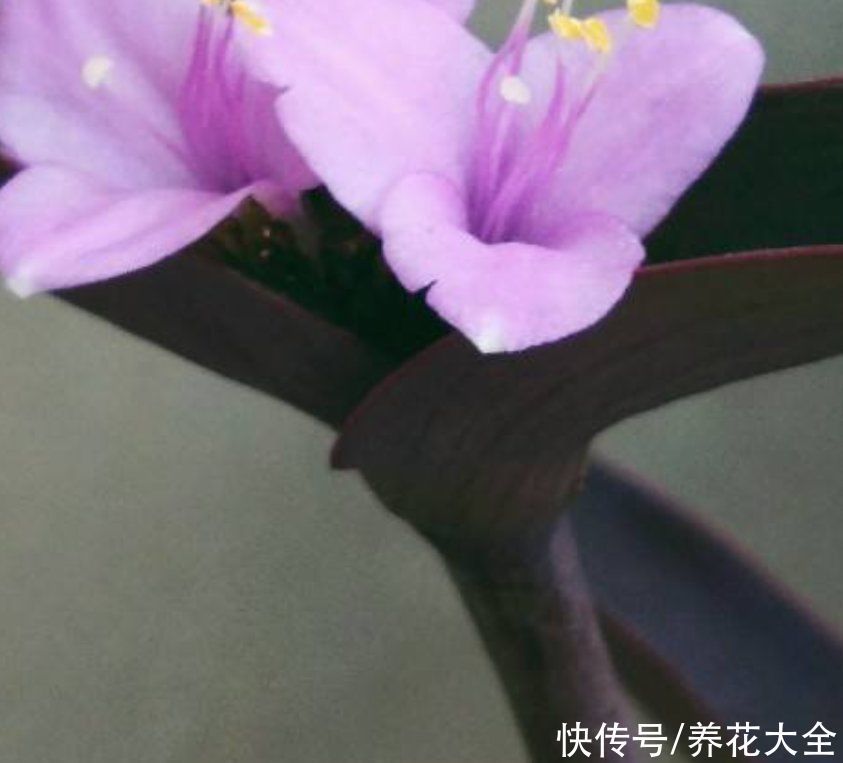 紫竹梅紫得高贵,忽略一件事,叶子变成“丑陋绿”,太难看