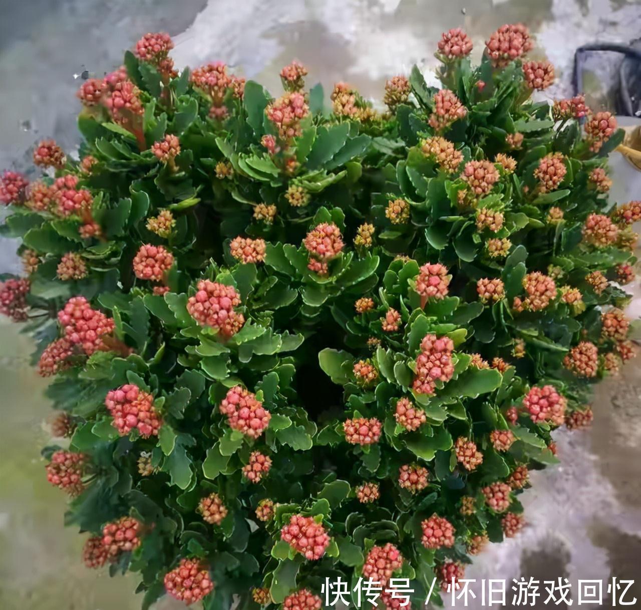 光照|长寿花打花苞了，注意4点，不消苞，不落蕾，花期长