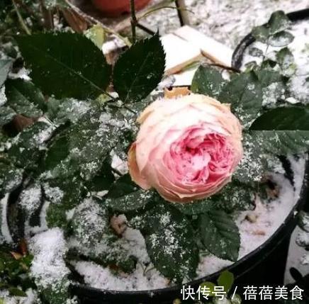 初冬月季养护,南北大不同,看看你做对了没