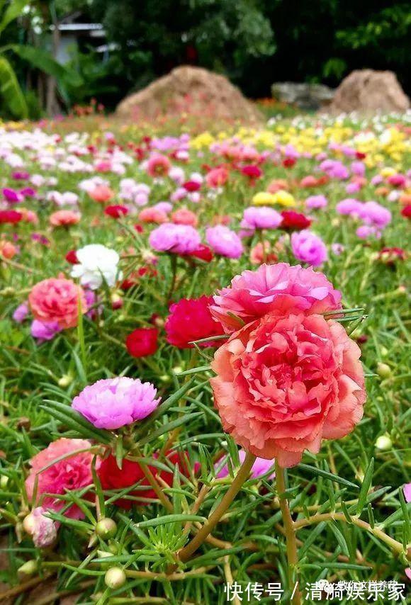 养护|夏天养上3种清凉花,越热越疯狂,看着就清爽!